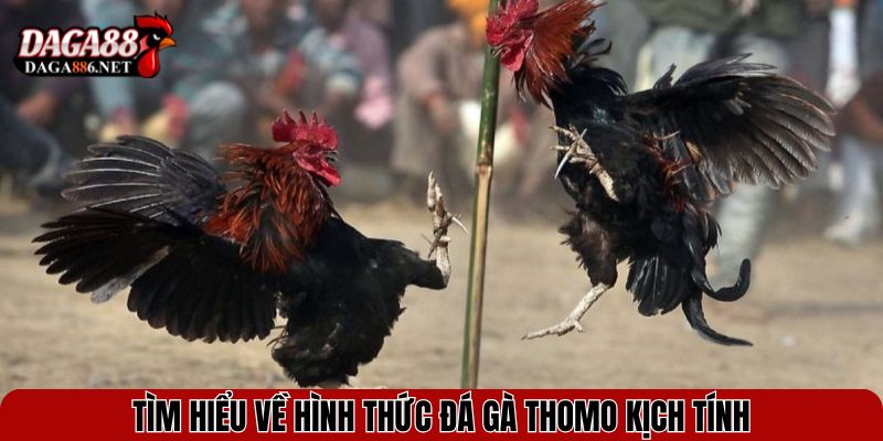 Luật Chơi Đá Gà Thomo - Hiểu Đúng Để Làm Chủ Trận Đấu 2 Tìm hiểu về hình thức Đá gà Thomo kịch tính