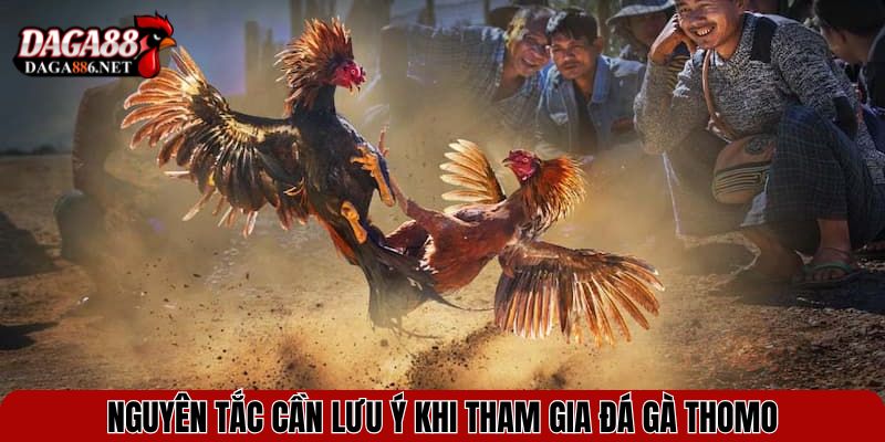 Luật Chơi Đá Gà Thomo - Hiểu Đúng Để Làm Chủ Trận Đấu 4 Nguyên tắc cần lưu ý khi tham gia Đá gà Thomo