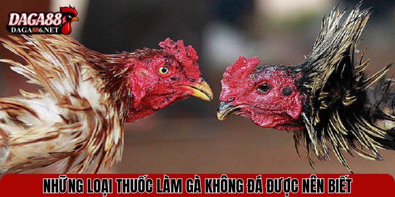 Thuốc Làm Gà Không Đá Được - Hiểm Họa Âm Thầm Trong Đá Gà 3 Những loại thuốc làm gà không đá được nên biết