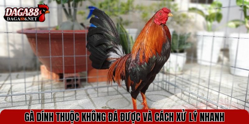 Thuốc Làm Gà Không Đá Được - Hiểm Họa Âm Thầm Trong Đá Gà 4 Gà dính thuộc không đá được và cách xử lý nhanh
