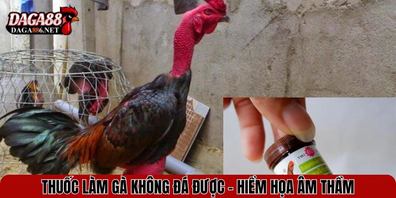 Thuốc Làm Gà Không Đá Được - Hiểm Họa Âm Thầm Trong Đá Gà 1 thuoc lam ga khong da duoc
