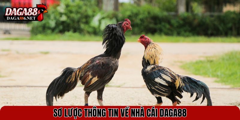 Sơ lược thông tin về nhà cái DAGA88