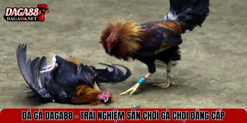 Đá gà DAGA88 - Trải nghiệm sân chơi gà chọi đẳng cấp
