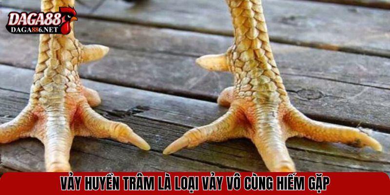Vảy Huyền Trâm - Bí Ẩn Của Chiến Kê Sở Hữu Đòn Hiểm 2 Vảy huyền trâm là loại vảy vô cùng hiếm gặp