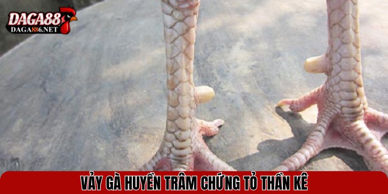 Vảy Huyền Trâm - Bí Ẩn Của Chiến Kê Sở Hữu Đòn Hiểm 3 Vảy gà huyền trâm chứng tỏ thần kê