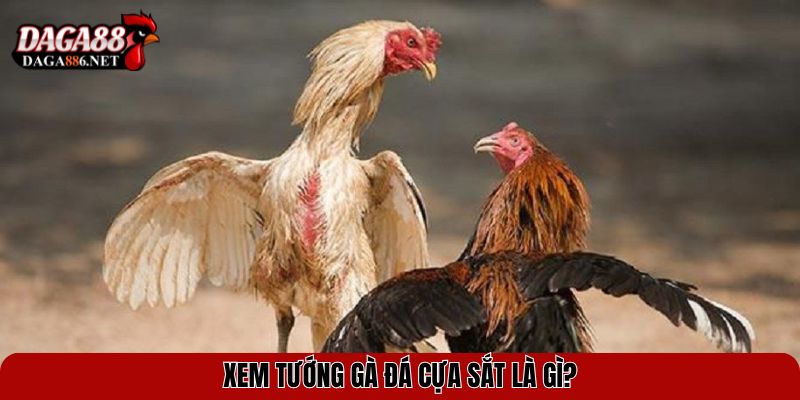 Xem Tướng Gà Đá Cựa Sắt Chuẩn Nhất Từ Các Kê Thủ Hàng Đầu 2 Xem tướng gà đá cựa sắt là gì?