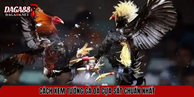 Xem Tướng Gà Đá Cựa Sắt Chuẩn Nhất Từ Các Kê Thủ Hàng Đầu 3 Cách xem tướng gà đá cựa sắt chuẩn nhất