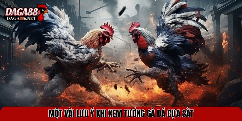 Xem Tướng Gà Đá Cựa Sắt Chuẩn Nhất Từ Các Kê Thủ Hàng Đầu 4 Một vài lưu ý khi xem tướng gà đá cựa sắt