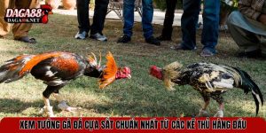 xem tuong ga da cua sat