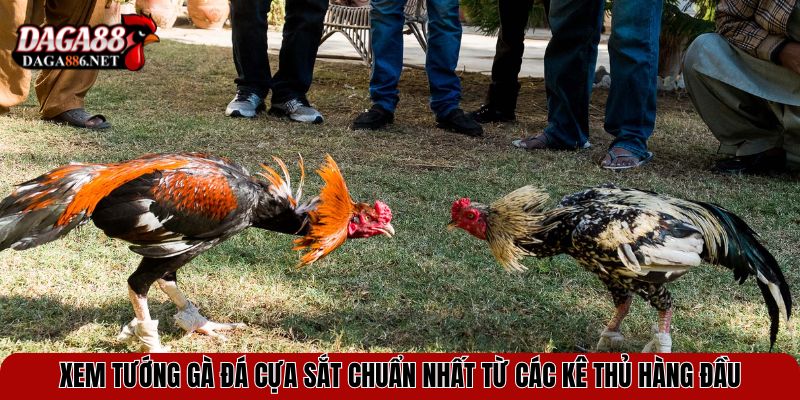 Xem Tướng Gà Đá Cựa Sắt Chuẩn Nhất Từ Các Kê Thủ Hàng Đầu 1 xem tuong ga da cua sat